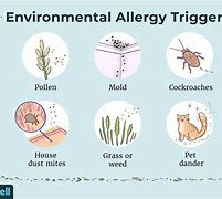 Image result for Environmental Allergies Examples
