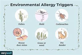 Image result for Environmental Allergies