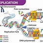Image result for Parts of DNA Structure