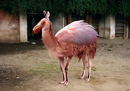 Image result for llamingo