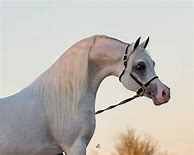 Image result for WH Justice Arabian Stallion