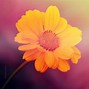 Image result for Yellow and Pink Pics