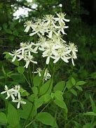 Image result for Clematis recta