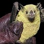 Image result for Bat Species in Louisiana
