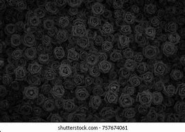 Image result for Black Rose Texture