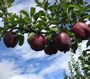 Image result for Black Diamond Apple Ireland