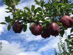 Image result for Black Diamond Apple Tree Seeds