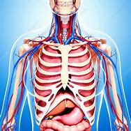 Image result for royalty free images anatomy