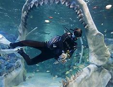 Image result for What Fish Are at Bear Grylls Adventure