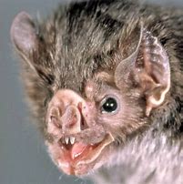 Image result for Vampire Bat Head