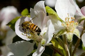 Image result for Apple-Picking Bees