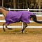 Image result for Winter Horse Riding