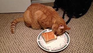 Image result for Cat Eating a Sandwich