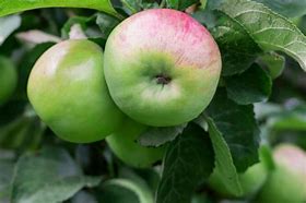 Image result for Early Harvest Apple Tree
