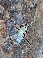 Image result for White Cave Cricket