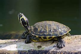 Image result for Slider Turtle