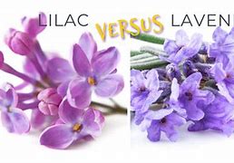 Image result for Lilac
