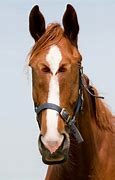 Image result for Front-Facing Eyes Horse