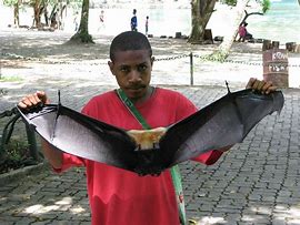 Image result for Spectacled Flying-Fox