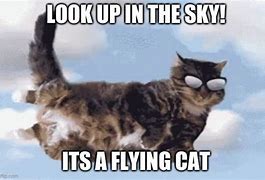 Image result for Flying Cat Meme
