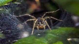 Image result for Montana Spiders Identification Chart