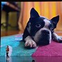 Image result for Best Features of iPhone 11Pro Camera View