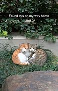 Image result for Funny Cat Memes 2019