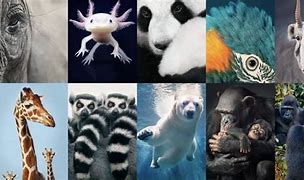 Image result for All Prehistoric Animals