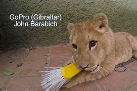 Image result for Lion vs GoPro