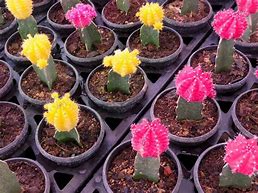 Image result for Grafted Cactus Plants