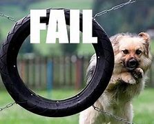 Image result for FUNNIEST Animal Fails