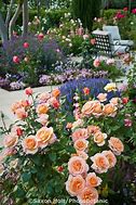 Image result for Rose Gold Color Flowers