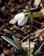 Galanthus Bertram Anderson に対する画像結果