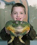 Image result for Funny Bull Frog Meme