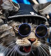 Image result for Cat with Hat and Glasses