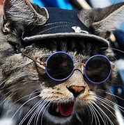 Image result for Cat with Hat and Glasses Meme