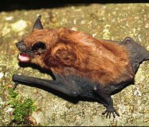 Image result for Bat Cut Out