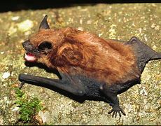Image result for Big Bat Species