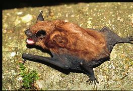 Image result for Sleeping Hanging Bat