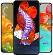 Image result for Apple Fish Wallpaper