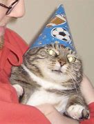 Image result for Cat at Party Alone Meme