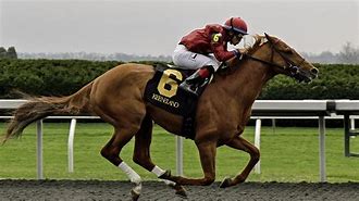 Image result for New York Horse Racing