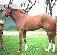 Image result for Famous Secretariat Photo