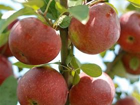 Image result for Empire Apple Tree