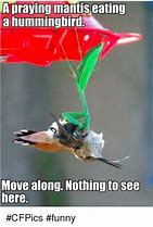 Image result for Hummingbird Lotus Flower Meme