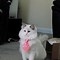 Image result for Cat in a Suit PFP