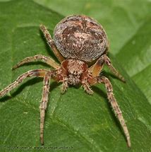 Image result for Araneae