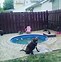 Image result for Dog Pool Ideas