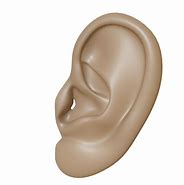 Image result for Ear Clip Art Transparent