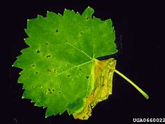 Image result for Grape Leaf Diseases